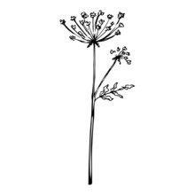 Hand Drawn Doodle Queen Anne's Lace. Vector Wildflower Sketch. Plant In Realistic Style. Outline.