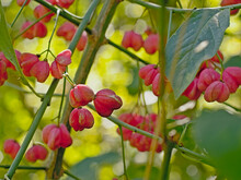 Closeup Of A Sunny Pink Spindle Tree Flowers - Euonymus