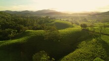 AERIAL: Flying Forwards Over Lush Green Tropical Landscape On Beautiful Misty Morning. Meadow Path On Top Of Green Hills At Golden Light. Low Flight Over Trees And Pasture Meadows At Sunrise.