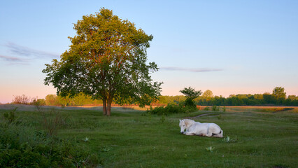 Wall Mural - horse resting near a tree in the countryside