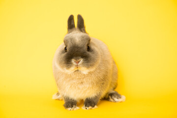 Wall Mural - Image of a funny bunny rabbit.