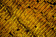 Extreme macro of butterfly wing golden scales under the microscope