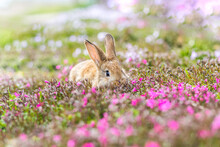Red-haired Pet Rabbit Sitting On Green Grass With Pink Flowers, Close-up Photo Of A Pet