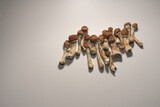 Fototapeta Zwierzęta - Microdosing diary plan. Dried psilocybin mushrooms Golden Teacher, pattern on white background. Psychedelic Psilocybe Cubensis mushrooms, top view, flat lay.