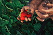 A elderly woman farmer collects a harvest of ripe strawberries. Harvesting fresh organic strawberries. Farmer's hands picking strawberries close-up. Strawberry bushes