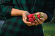 Fresh strawberries in woman farmer hands. A handful of berries in the hands. Harvesting sweet ripe strawberries in the field outdoors on a sunny day