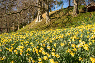 Wall Mural - Springtime daffodils in the woods.