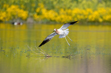 Beautiful Image Of An American Avocet In Flight And Landing On A Lake With Full Yellow Wildflower Reflections 