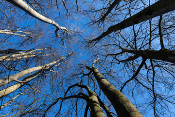 Wall Mural - Treetops of leafless beech (fagus) trees in a german forest in Iserlohn Sauerland on a bright sunny sping day with foliage buds. Trunks and boles seen from frog perspective with vanishing point.