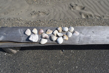 Seashells Randomly Arranged On The Wooden Bench Of A Concrete Sidewalk