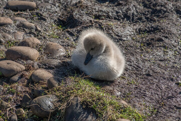 Wall Mural - Black Swan Cygnet, Spring 2022