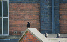 Crow On A Roof