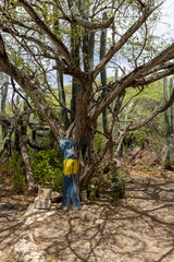 Tree with the flag of Curacao painted on the trunk at the Playa Jeremi on the Caribbean island Curacao