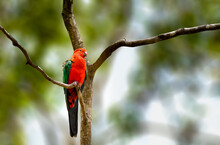 Australian King Parrot Perched On A Tree