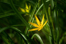 Yellow Star Of Bethlehem (Gagea Lutea), Yellow Spring Flowers Close Up. Green Grass. Star Like Flower.