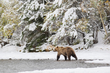 Wall Mural - brown bear in the snow