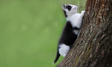 Funny Black And White Cat Climbed A Tree Trunk. Isolated On Greenspring Background With Copy-space.