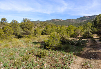 Wall Mural - Forest in Sierra Nevada in springtime