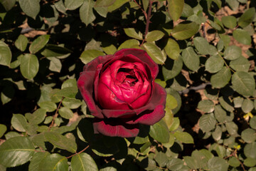 Red roses. Closeup view of Rosa Oklahoma flower of red petals, blooming in spring in the garden.	
