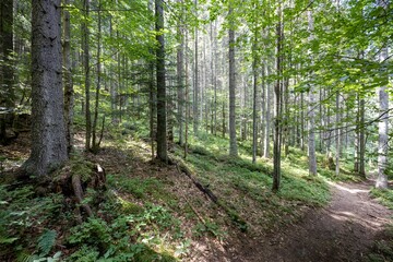 Fototapeta mountain forest in the ukrainian carpathians.