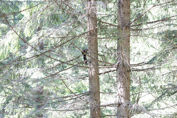 Wall Mural - Black squirrel on a tree in the Ukrainian Carpathians