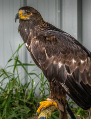 Poster - Bald Eagle keeps alert Birds of Prey Centre Coleman Alberta Canada