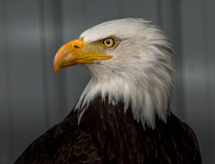 Poster - Bald Eagle keeps alert Birds of Prey Centre Coleman Alberta Canada