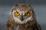 Fototapeta Zwierzęta - Under the watchful gaze of the Great Horned Owl Birds of Prey Centre Coleman Alberta Canada