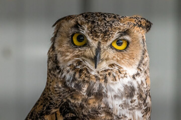 Wall Mural - Under the watchful gaze of the Great Horned Owl Birds of Prey Centre Coleman Alberta Canada