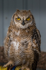 Poster - Under the watchful gaze of the Great Horned Owl Birds of Prey Centre Coleman Alberta Canada