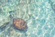 Green sea turtle swimming in the shallow water at Playa Grandi (Playa Piscado) on the Caribbean island Curacao