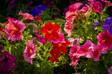 Wall Mural - Pink petunias bloom in garden