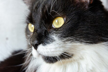Closeup On Tuxedo Cat Face