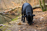 Fototapeta Zwierzęta - Czarny pies zjada nogę jelenia na drodze w lesie.