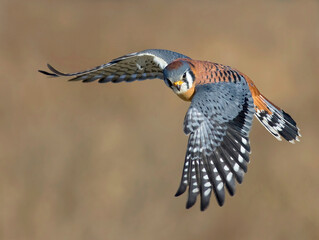 american kestrel flying
