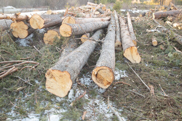 Wall Mural - Harvesting of wood. A plot for logging.Sawing the forest into logs.