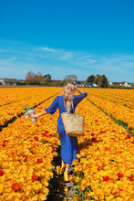 Beautiful Young Blond Woman In A Blue Dress Holding Straw Basket Seen From Back In Yellow And Orange Bloom Tulip Field On A Sunny Summer Day Against Clear Blue Sky Background. Nature Travel Concept.
