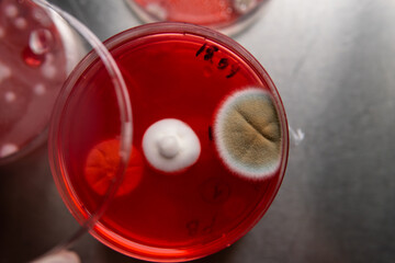 study of mold and bacteria in a petri dish with red agar. Mold spores and fungal mycelium