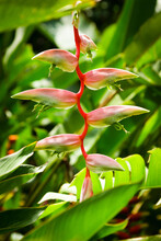 Heliconia Chartacea, Pink Crab Claw Flower