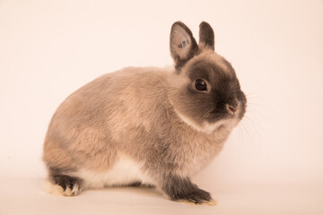 Poster - Image of a funny bunny rabbit.