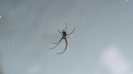 Spyder Macro Photography