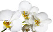 weiße Orchidee auf weißen Hintergrund