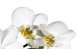 weiße orchidee blüten