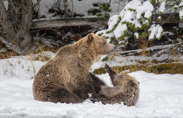 Wall Mural - brown bear in the snow