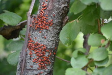 The Trunk Of The Tree Is Full Of Ladybugs