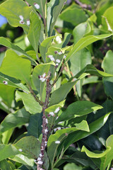 Wall Mural - Scale insects (Coccidae) on a magnolia in the garden. They are dangerous pests of various plants. They are commonly known as soft scales, wax scales or tortoise scales. 