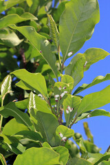 Wall Mural - Scale insects (Coccidae) on a magnolia in the garden. They are dangerous pests of various plants. They are commonly known as soft scales, wax scales or tortoise scales. 