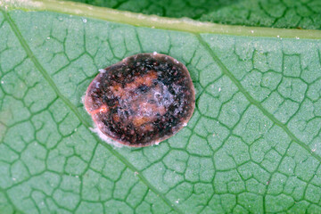 Wall Mural - Scale insects (Coccidae) on a magnolia in the garden. They are dangerous pests of various plants. They are commonly known as soft scales, wax scales or tortoise scales. 