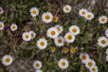 A field of daisy's in a sunny day of spring time.