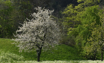 Sticker - trees in the park